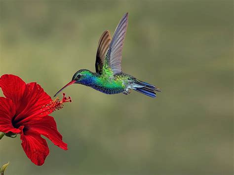 Hummingbirds On Reds Exotic Flower For Mobile And Tablet HD wallpaper | Pxfuel