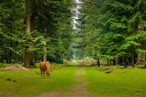 10 best hikes in New Forest National Park | Atlas & Boots