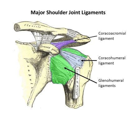 What are the major supporting ligaments for the shoulder joint? | Homework.Study.com