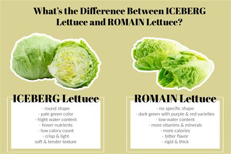 Iceberg Lettuce