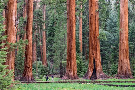 Sequoia and Kings Canyon National Parks — The Greatest American Road Trip