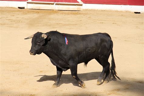 Corrida Taureau - Photo gratuite sur Pixabay - Pixabay