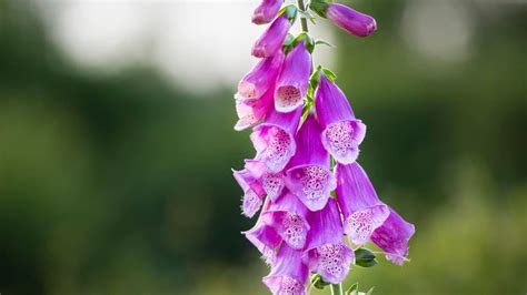 15 Poisonous Flowers To Avoid In Your Gardening – Forbes Home