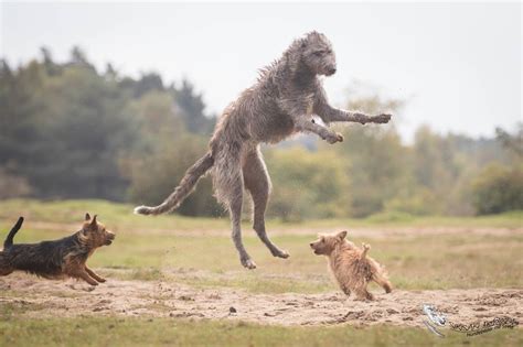 Breed Information – The Scottish Deerhound Club of America