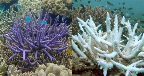 Coral Bleaching At The Great Barrier Reef In 25 Startling Photos