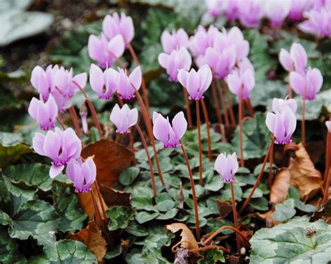 Cyclamen hederifolium bulbs/tubers — Buy 'Sowbread' online at Farmer Gracy UK