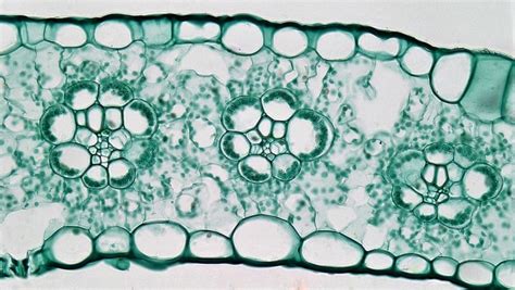 Difference Between Mesophyll and Bundle Sheath Cells | Compare the Difference Between Similar Terms