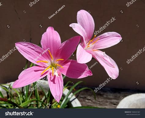 Beautiful Pink Kesar Flowers Garden Stock Photo 1948341367 | Shutterstock