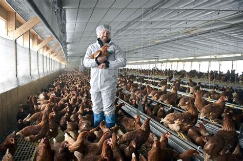 Going cage-free: Egg producers gear up for consumer-driven transition ...