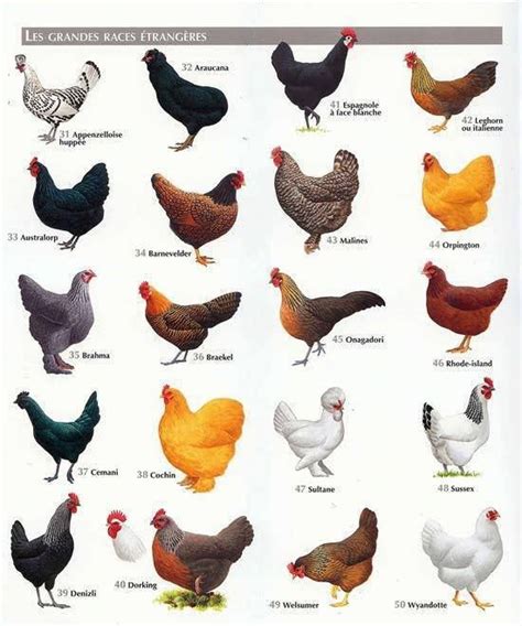 Best Chicken Breeds: 12 Types of Hens that Lay Lots of Eggs, Make Good Pets, and Fit in Small ...