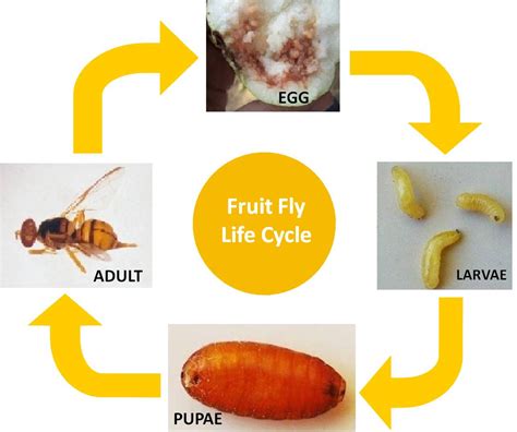 What Is The Life Cycle Of A Fruit Fly