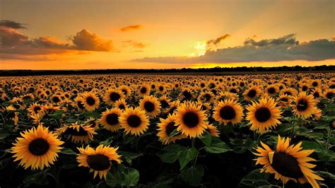 Field Of Sunflowers Wallpapers - Wallpaper Cave