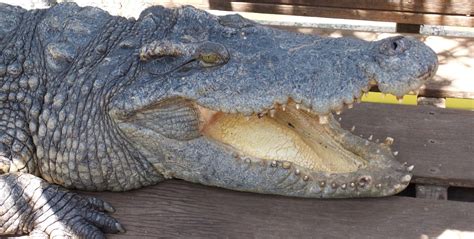 Conservation of the Siamese Crocodile in Cambodia | CEPF