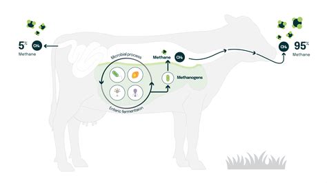 The science of methane | New Zealand Agricultural Greenhouse Gas Research Centre