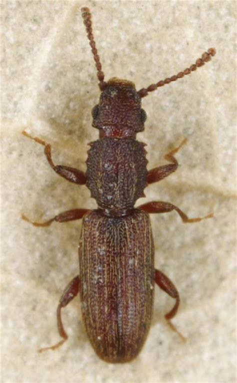 Factsheet - Oryzaephilus surinamensis (Linnaeus, 1758) - Saw-toothed Grain Beetle