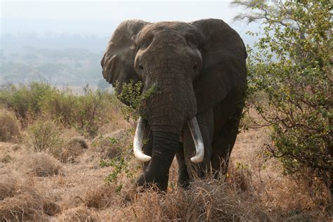 File:African bull elephant Tanzania.jpg