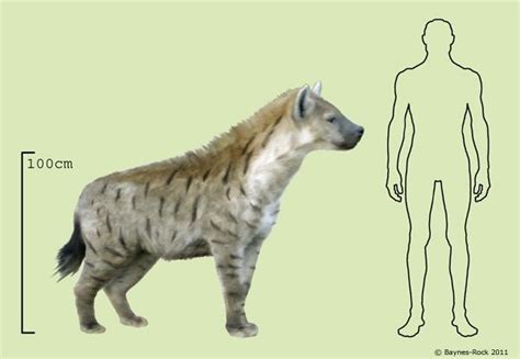 Cave hyena size comparison | Extinct animals, Ancient animals ...