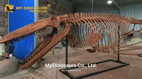 Tylosaurus Skeleton for Marine Museum Exhibition - YouTube