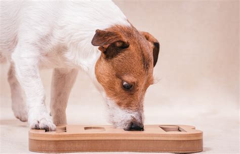 Fun DIY Dog Puzzles for Fido | Union Lake Pet Services