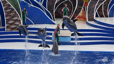 SeaWorld Orlando Animals: A Complete Guide to the Marine Park