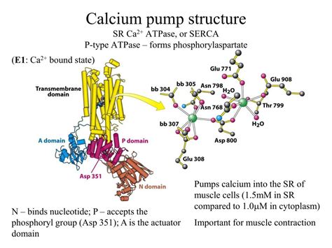 PPT - Membrane Protein Pumps PowerPoint Presentation, free download - ID:6810880