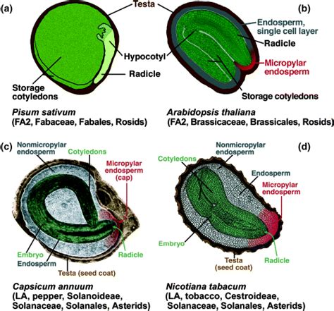 Seed dormancy and the control of germination - Finch‐Savage - 2006 ...