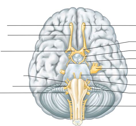 Label the cranial nerves in the ventral view of the human brain Diagram ...