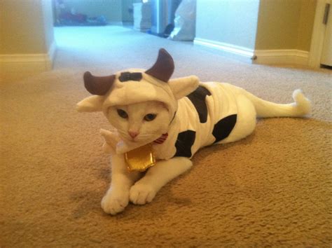 Kitty Cow!!! Cow, Kitty, Little Kitty, Kitty Cats, Cattle, Kitten, Cats