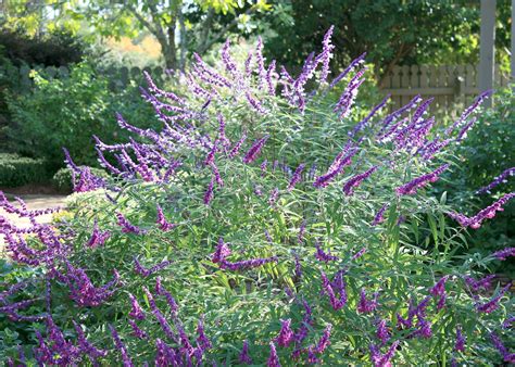 Salvia varieties create colorful, informal feel | Mississippi State University Extension Service