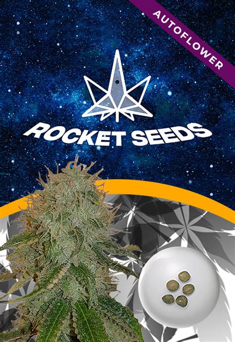 Ghost OG Strain Autoflowering Marijuana Seeds | Rocket Seeds