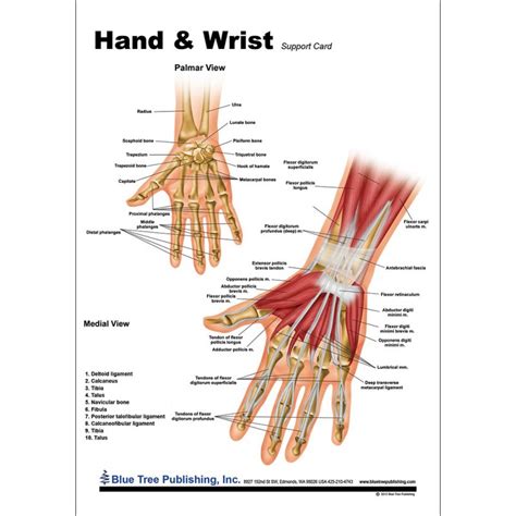 Tendon Diagram Hand - Wrist Hand Anatomy - The tendons that control ...