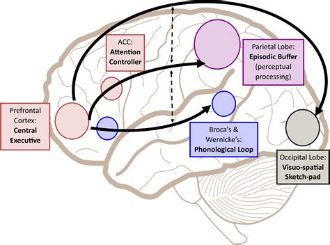 Frontiers | Working Memory From the Psychological and Neurosciences Perspectives: A Review