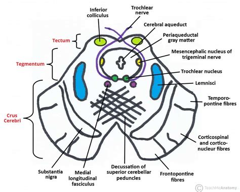 Inferior Cerebellar Peduncle Cross Section