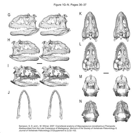 Majungasaurus skull images