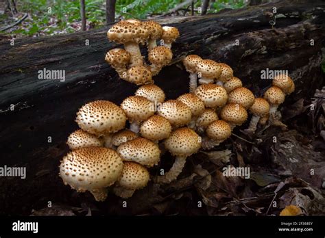 Pholiota escamosa un hongo saprotrófico común que se alimenta de madera debilitada o muerta. Se ...