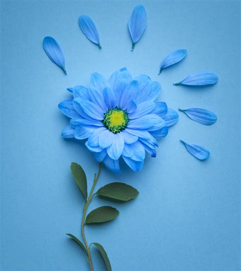 25 Most Beautiful Blue Flowers