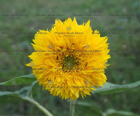 ORGANIC SUNFLOWER - TEDDY BEAR | Organic Flowers | Premier Seeds Direct ltd