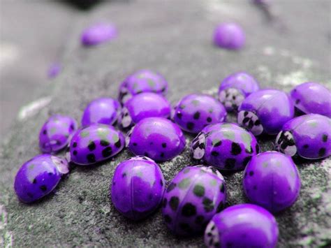 Real Colorful Ladybugs