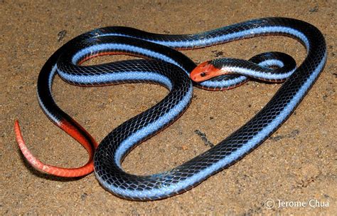 Calliophis bivirgatus - Wikipedia, the free encyclopedia in 2024 | Amazing animal pictures ...