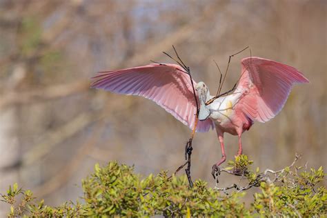 Florida Bird and Wildlife Photo Tour and Workshops — Slonina Nature ...