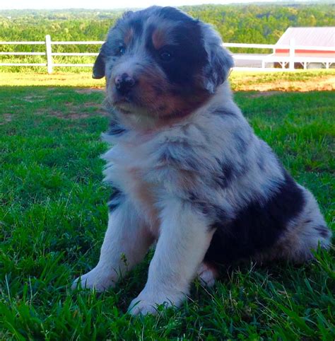 Australian Shepherd Puppies For Sale | Ozark, AR #192441