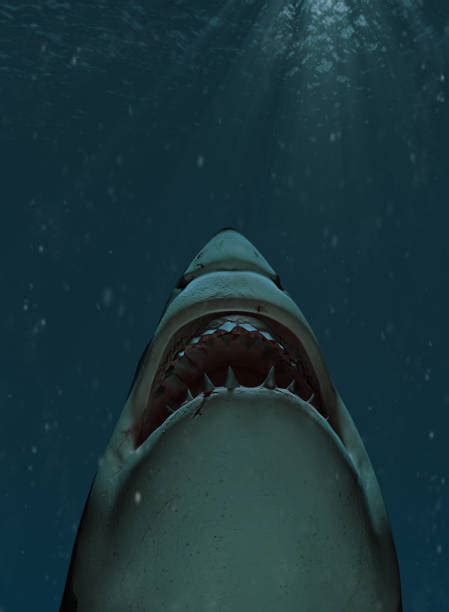 Real Scary Sharks Pictures