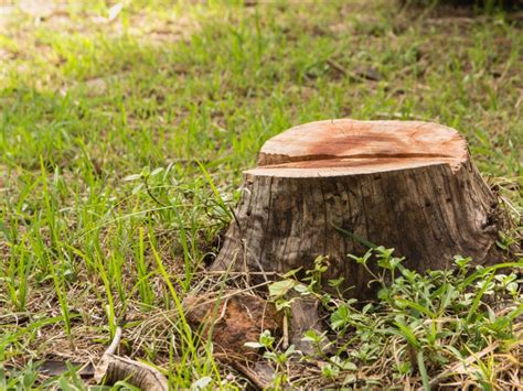 Tree Stump Removal Instructions: How To Remove A Tree Stump