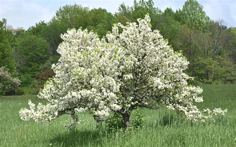 Best White Flowering Crabapple Tree Varieties - EmbraceGardening