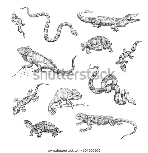 Reptiles Drawings