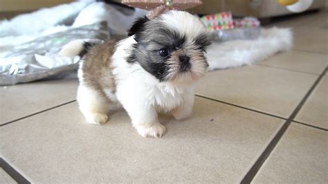 Our First Video in 2023! Puppy too Cute! Shih Tzu Baby - YouTube