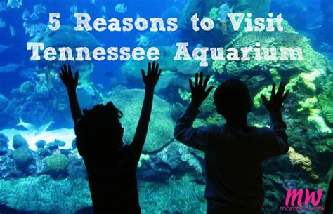 Visit Tennessee Aquarium - Mommy Week™