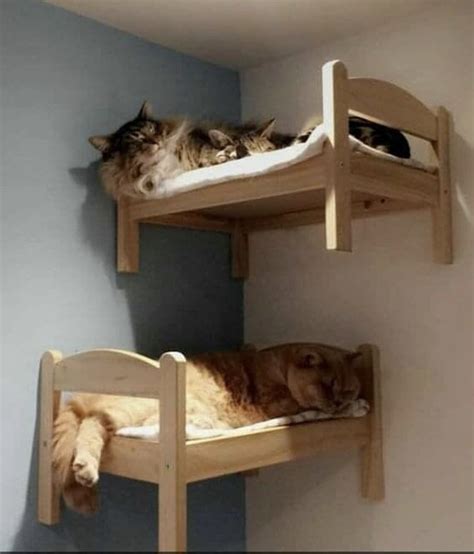 https://imgur.com/gallery/ug3YfhJ | Cat wall furniture, Cat furniture diy, Cat wall shelves