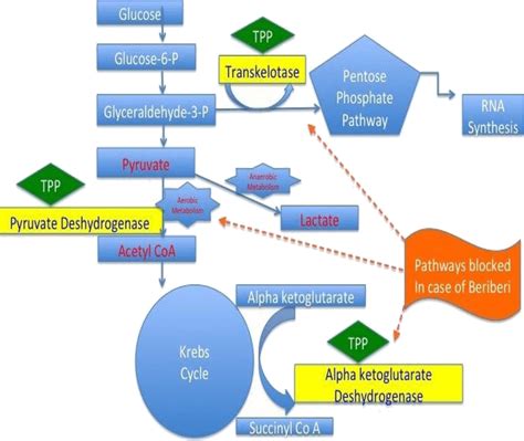 Carbohydrate metabolism and role of thiamine. The inability to use the... | Download Scientific ...