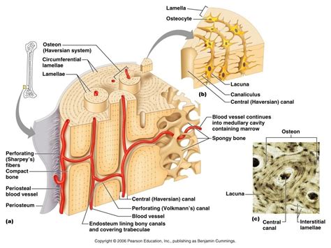 Pin em human anatomy drawing